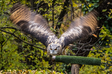 Eurasian Eagle Owl, Bubo bubo in a german nature park