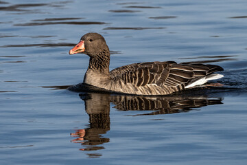 The greylag goose, Anser anser is a species of large goose