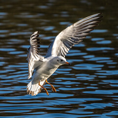 The European Herring Gull, Larus argentatus is a large gull