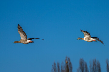 The flying greylag goose, Anser anser is a species of large goose