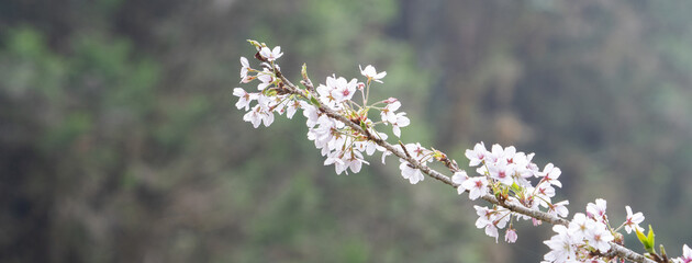 Beautiful Yoshino Sakura Cherry Blossom is blooming with sprout in Alishan National Forest Recreation Area in Taiwan.