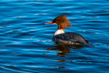 Common Merganser, Goosander, Mergus merganser, swimming on the Kleinhesseloher Lake at Munich, Germany