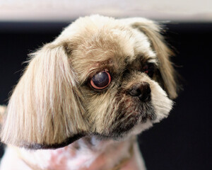 Not a healthy eye of a Shitzu breed dog, portrait
