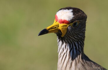 African Wattled Lapwing, Pilanesberg National Park