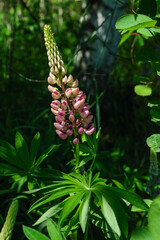 A close up of purple-pink flower of Lupinus polyphyllus (the large-leaved, big-leaved or many-leaved lupine) in the forest on a sunny summer day