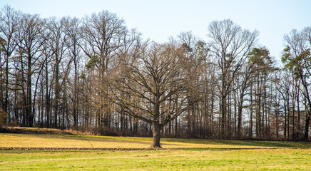 Trees in a meadow landscape