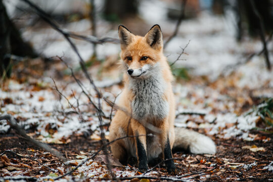 a red fox in an autumn forest covered with a small layer of snow
