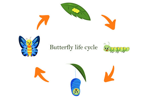 Life cycle of a cartoon butterfly. Metamorphoses caterpillar, butterfly, eggs and pupa. Vector illustration of insects. Educational biology for kids.