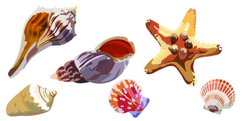 Sea shells various vector set