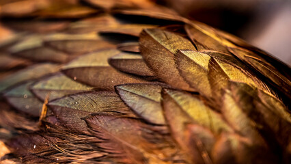 Rooster feathers. Indian rooster bright color feathers.