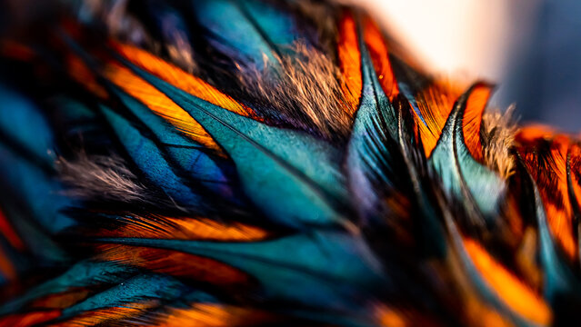 Rooster feathers. Indian rooster bright color feathers.