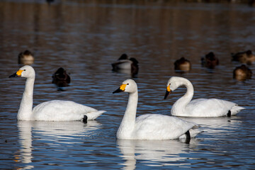 swans on the river