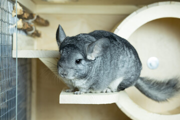 cute gray chinchilla sitting in his cage and looking curiously, concept pet lifestyle
