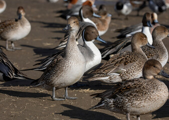 ducks on the beach
