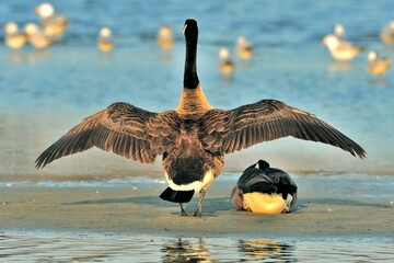 Kanadagans (Branta canadensis) breitet die Flügel aus, Rückenansicht. © Eckhard