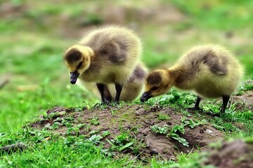 Junge Kanadagänse (Branta canadensis) bei der Nahrungssuche.