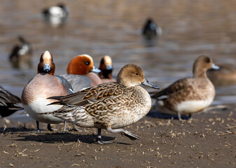 ducks on the water