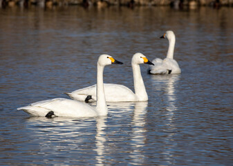 two swans on the lake