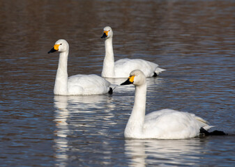 Obraz premium swan on the lake