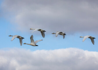 flock of seagulls