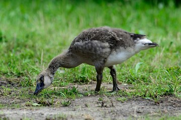 Fast erwachsene Kanadagans (Branta canadensis) bei der Nahrungssuche.