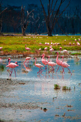 View of hundreds of lesser flamingos, one of the world's largest colony, strutting through the shallow saltwater of Lake Nakuru, Kenya, in search of edibles