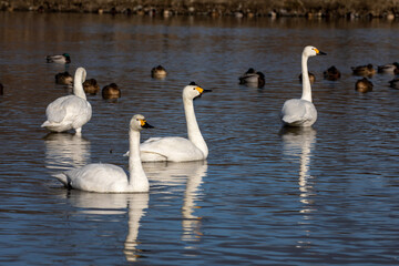 family of swans