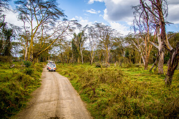 Herd of fully grown Nubian giraffes underneath giant trees in a forest being watched by tourists in safari busses, Lake Nakuru National Park, Kenya