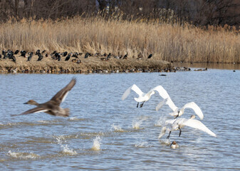 pelicans in flight