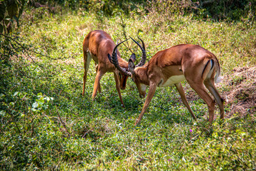 View of two male impalas fighting each other with their antlers in the savannah shrublands of Lake Nakuru National Park in Kenya