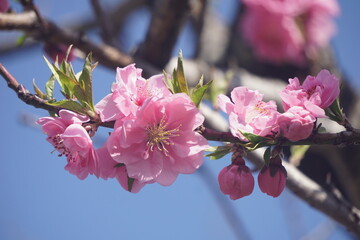 桃の花