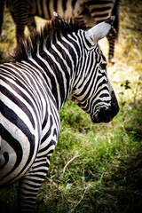 Fototapeta na wymiar Close-up portrait view of a wild plains zebra at the Lake Nakuru National Park in Kenya, Eastern Africa
