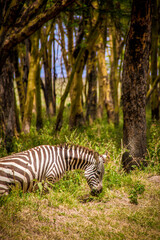View of a wild plains zebra grazing at the forest edge in Lake Nakuru National Park in Kenya, East Africa, with tall trees in the background