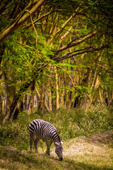 Fototapeta na wymiar View of a wild plains zebra grazing at the forest edge in Lake Nakuru National Park in Kenya, East Africa, with tall trees in the background