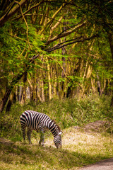 Fototapeta na wymiar View of a wild plains zebra grazing at the forest edge in Lake Nakuru National Park in Kenya, East Africa, with tall trees in the background