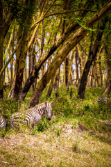 View of a young plains zebra foal at the forest edge in Lake Nakuru National Park in Kenya, East Africa, with tall trees in the background