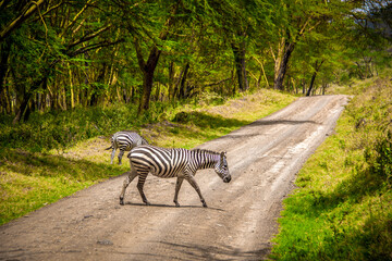 Fototapeta na wymiar Beautiful view of a wild plains zebra crossing a dirt road in the Lake Nakuru National Park in Kenya, Eastern Africa