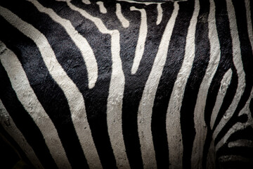 Beautiful close-up view of the black and white striped belly of a wild plain zebra in Kenya