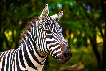 Fototapeta na wymiar Close-up portrait view of a wild plains zebra at the Lake Nakuru National Park in Kenya, Eastern Africa