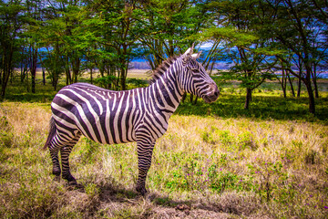 Fototapeta na wymiar Beautiful view of a lone plains zebra standing in front of a tree line at the Lake Nakuru National Park in Kenya, Eastern Africa