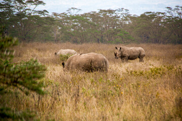 Naklejka na ściany i meble View of a herd of white rhinos grazing in the savannah grasslands of the Lake Nakuru National Park in Kenya