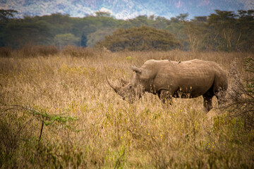 View of a male white rhino roaming the savannah grasslands of the Lake Nakuru National Park in Kenya