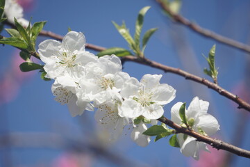桃の花