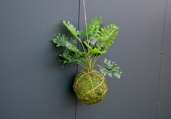 mummified moss glued to a ball of substrate. A tropical plant is planted in the ball to hang from...