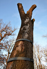 the longitudinally cracked oak tree trunk is repaired by an arborist using a metal hoop bolted...