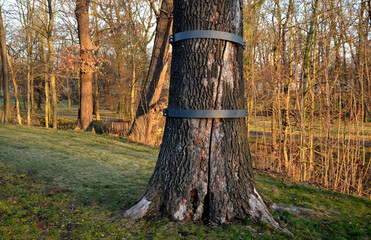 the longitudinally cracked oak tree trunk is repaired by an arborist using a metal hoop bolted...