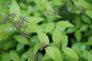 Close up of Spiraea japonica