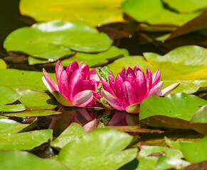 frog on the leaves of a water lily