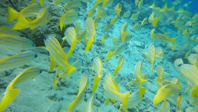 Two-spot banded snapper fishes swims over coral reef. School of Lutjanus biguttatus in Maldives Indian Ocean