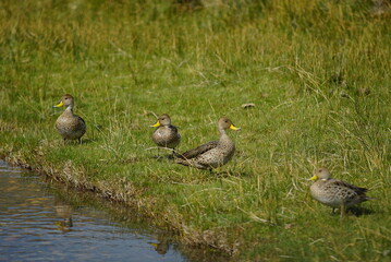 ducks on the grass